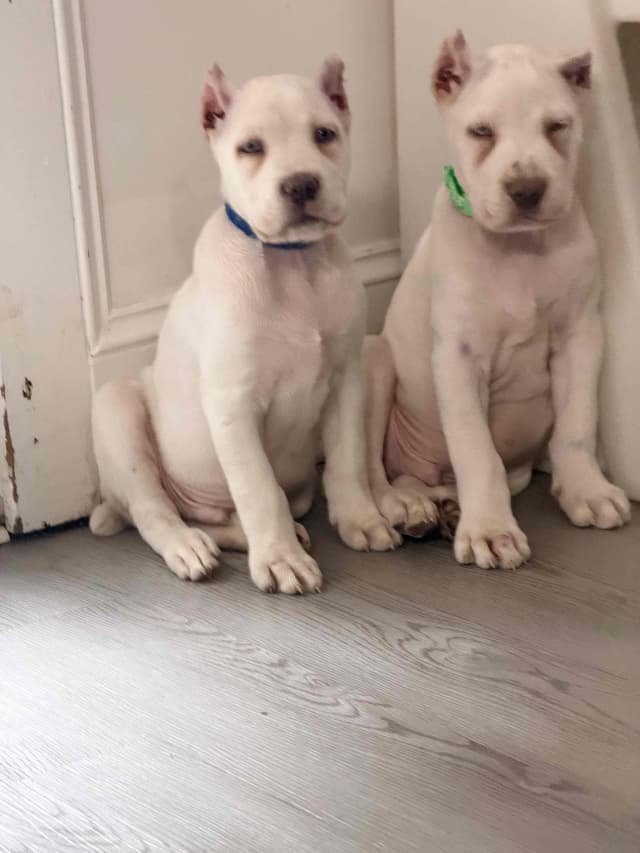 Cane Corso Puppies media 19