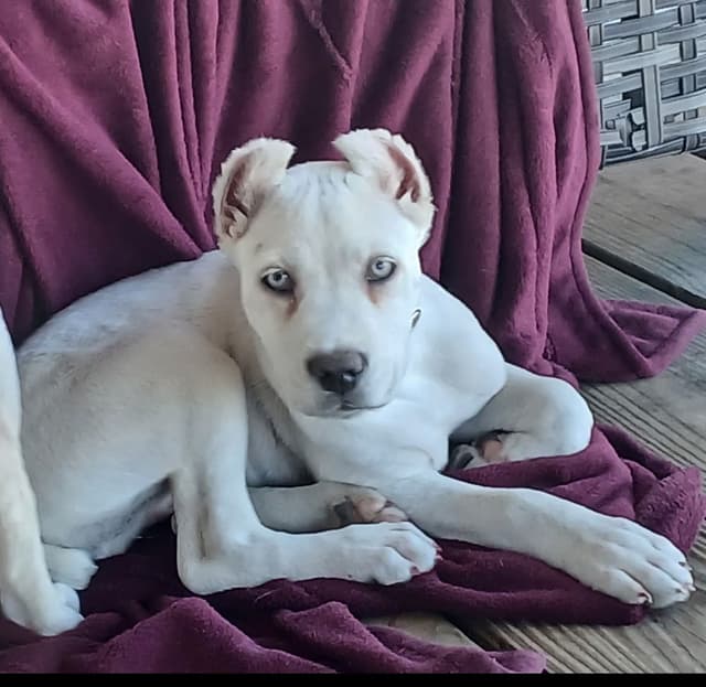 Cane Corso Puppies media 21