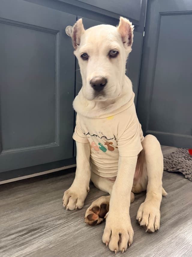 Cane Corso Puppies media 22