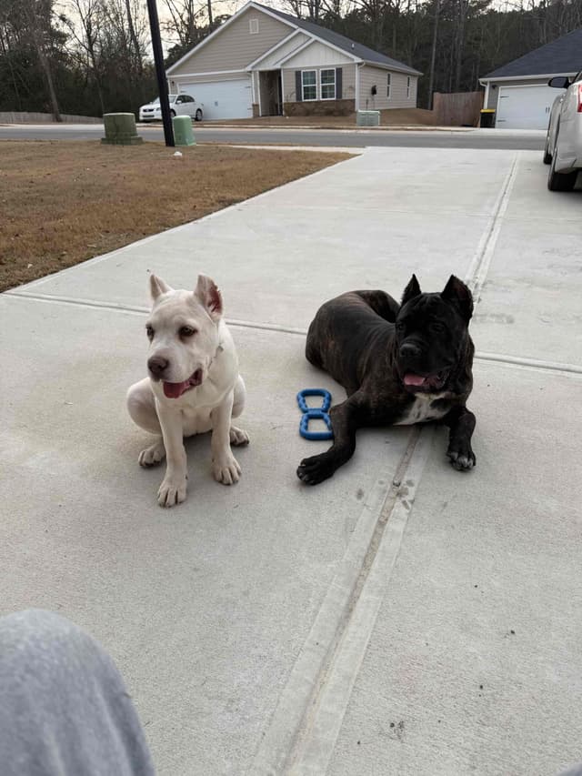 Cane Corso Puppies media 24