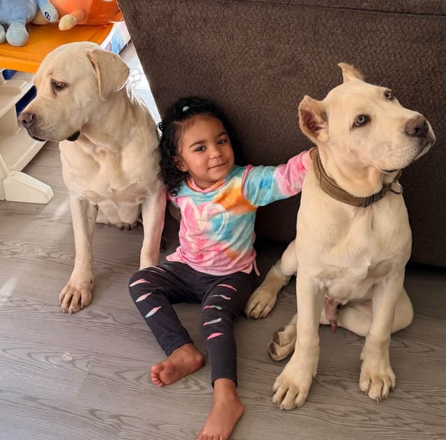 Cane Corso Puppies media 25