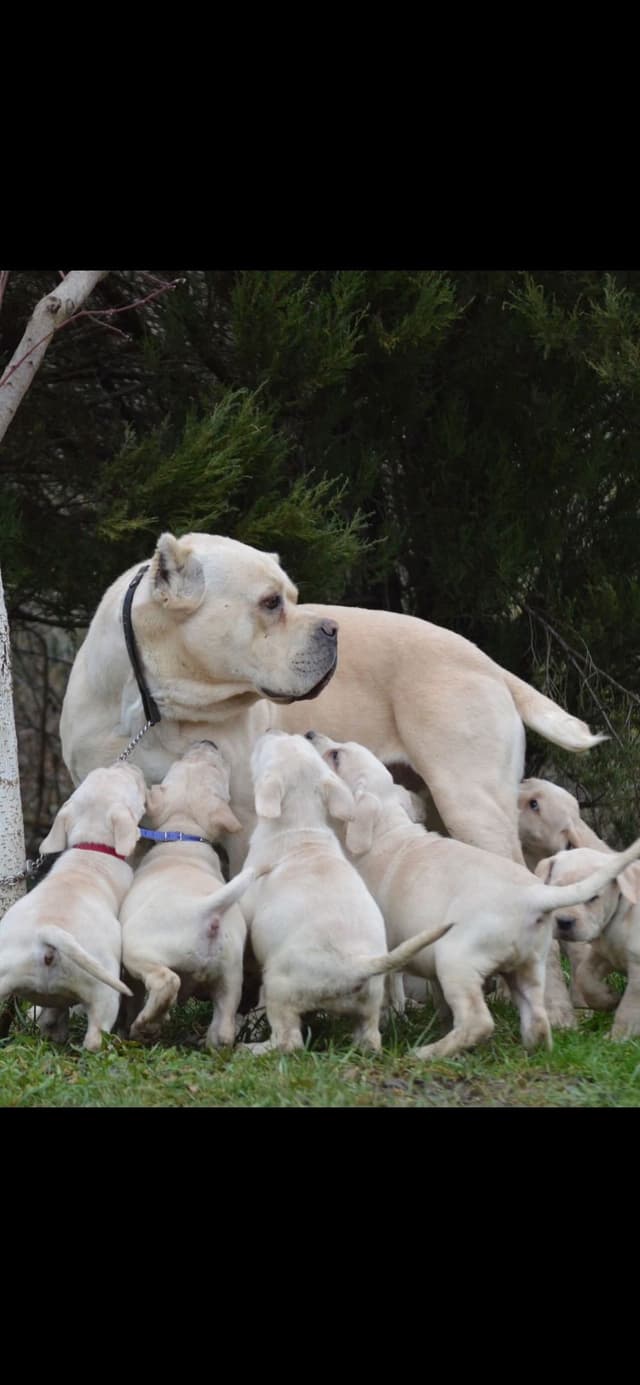 Cane Corso Puppies media 27