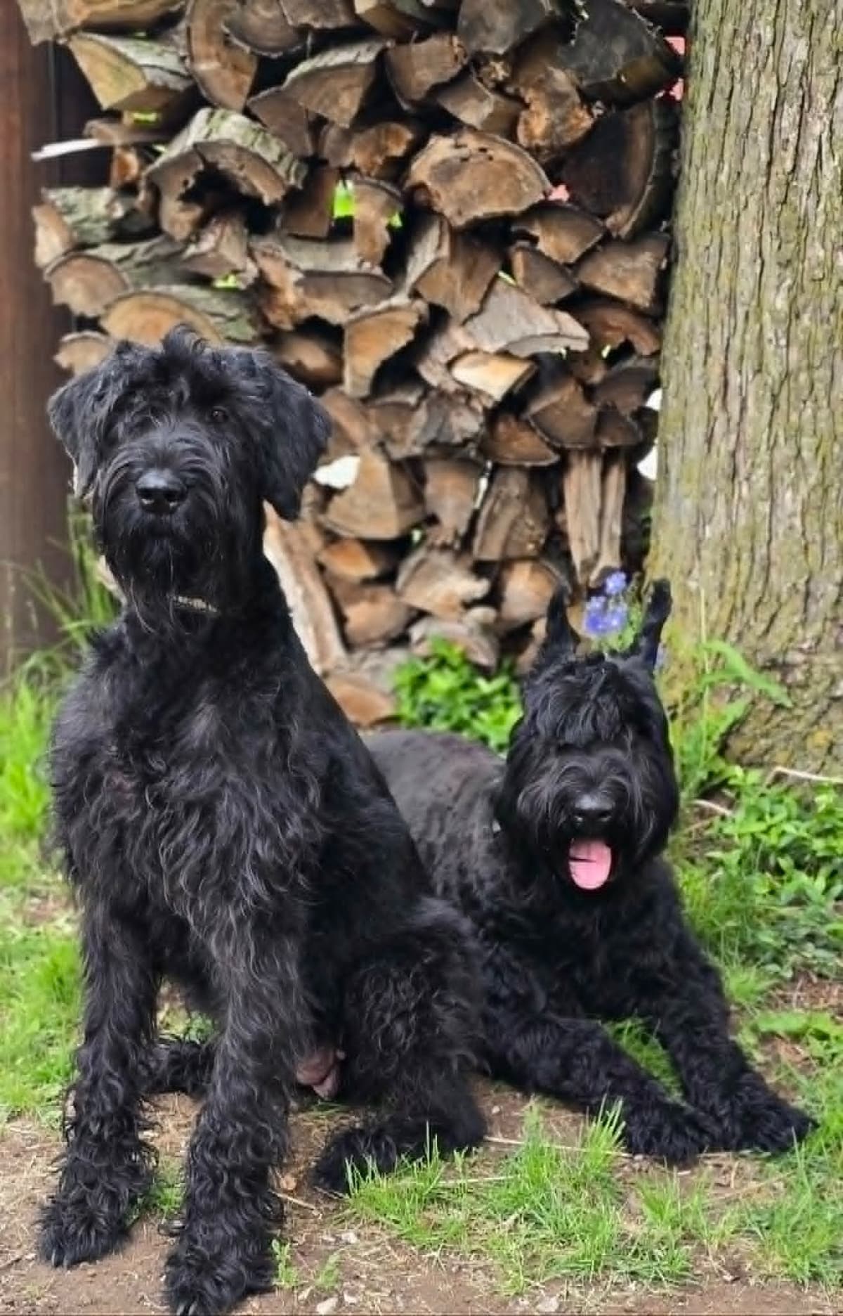 Giant Schnauzer Puppies breeder image 1