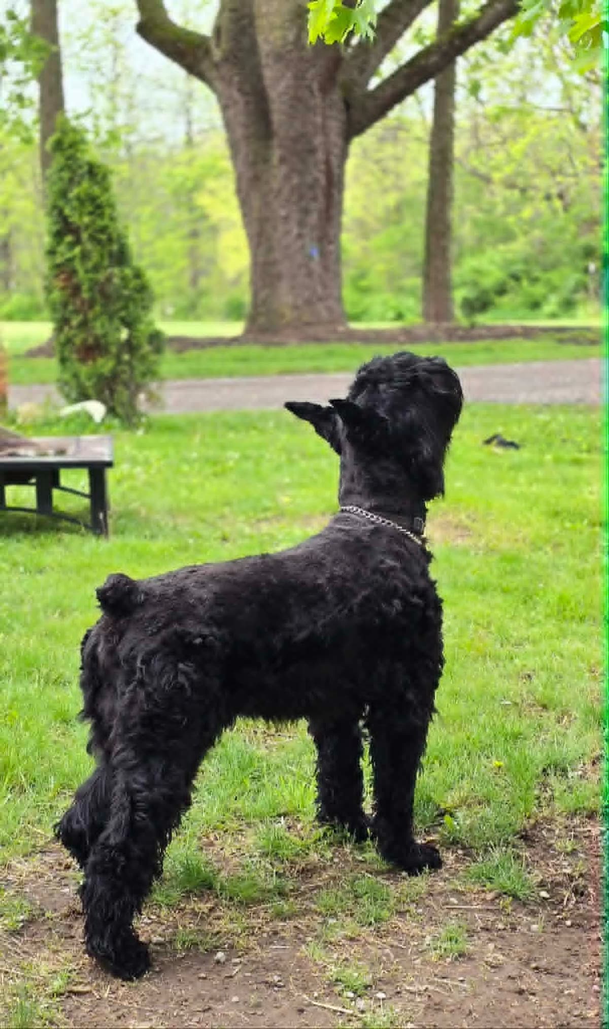 Giant Schnauzer Puppies breeder image 2