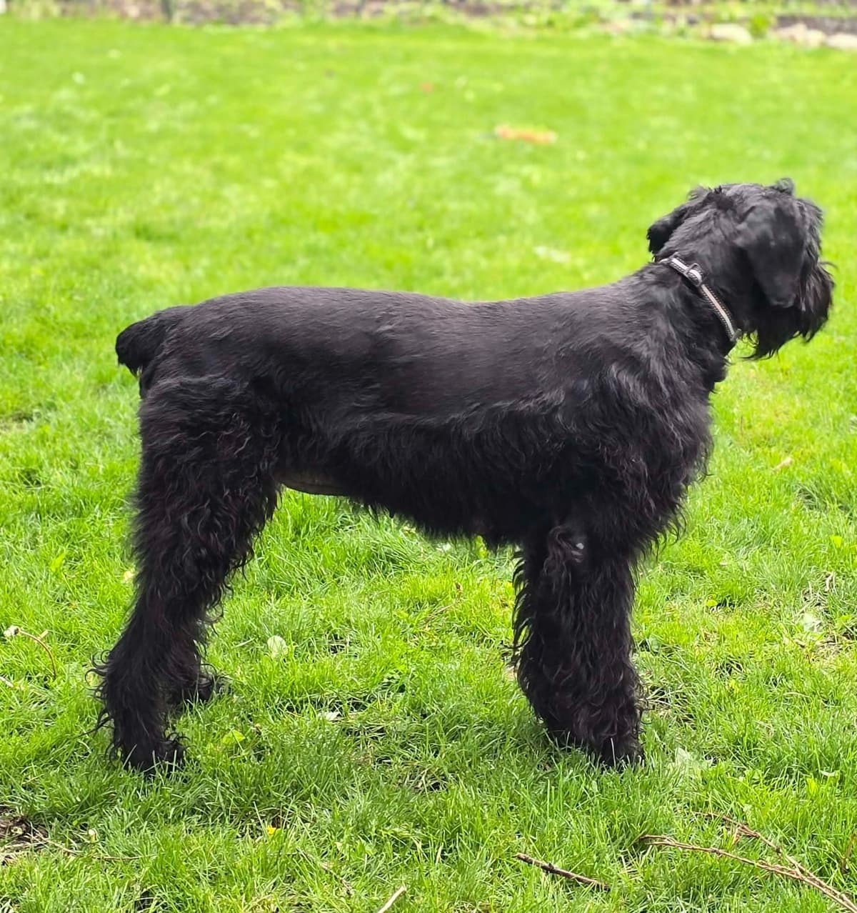 Giant Schnauzer Puppies breeder image 3