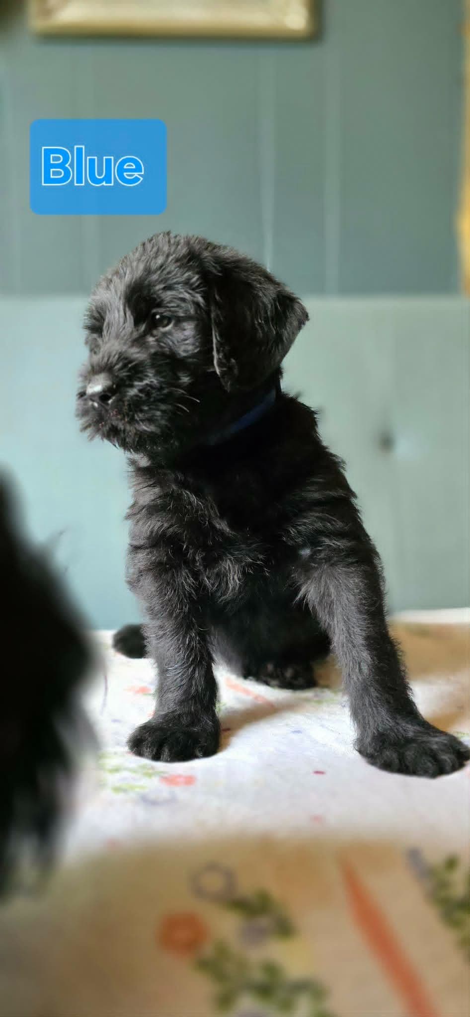 Giant Schnauzer Puppies breeder image 4