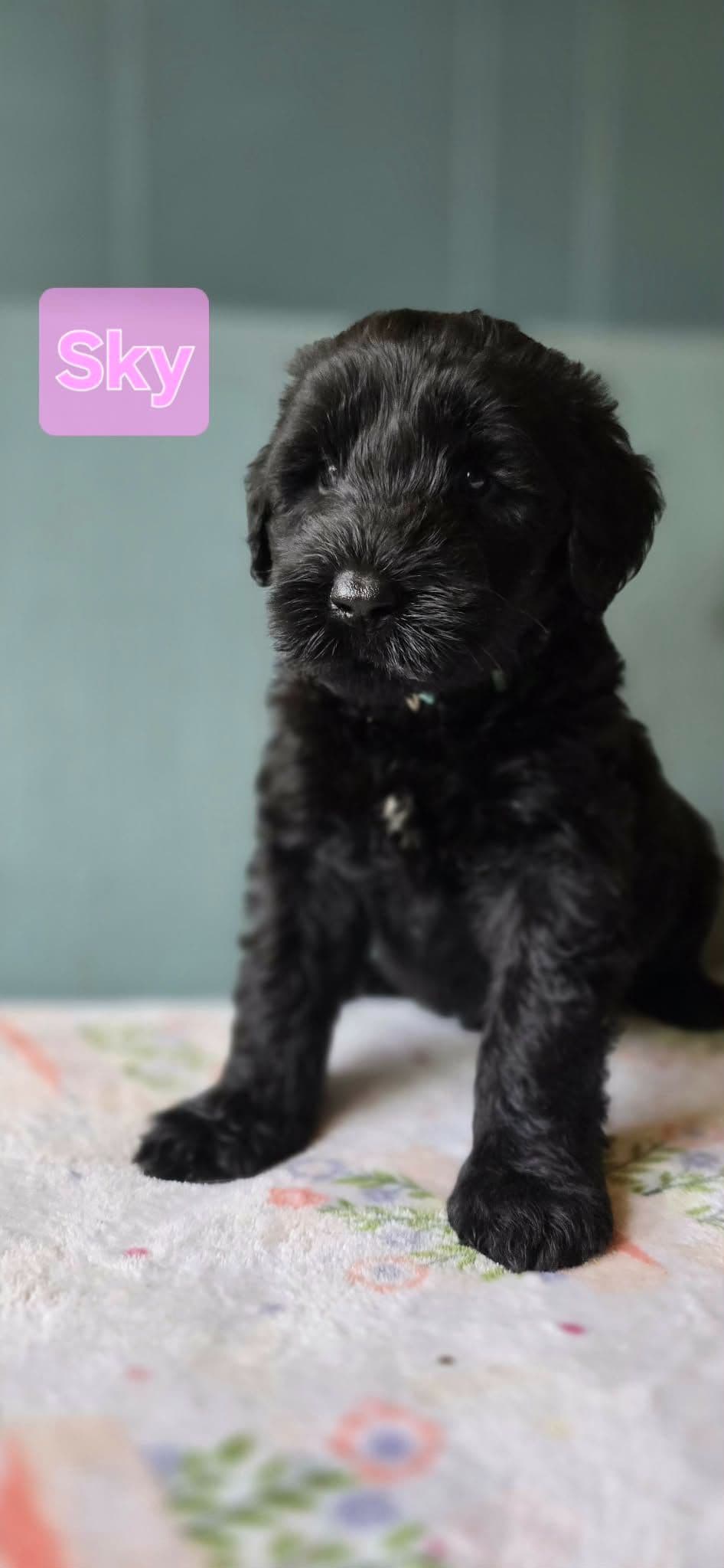 Giant Schnauzer Puppies breeder image 5