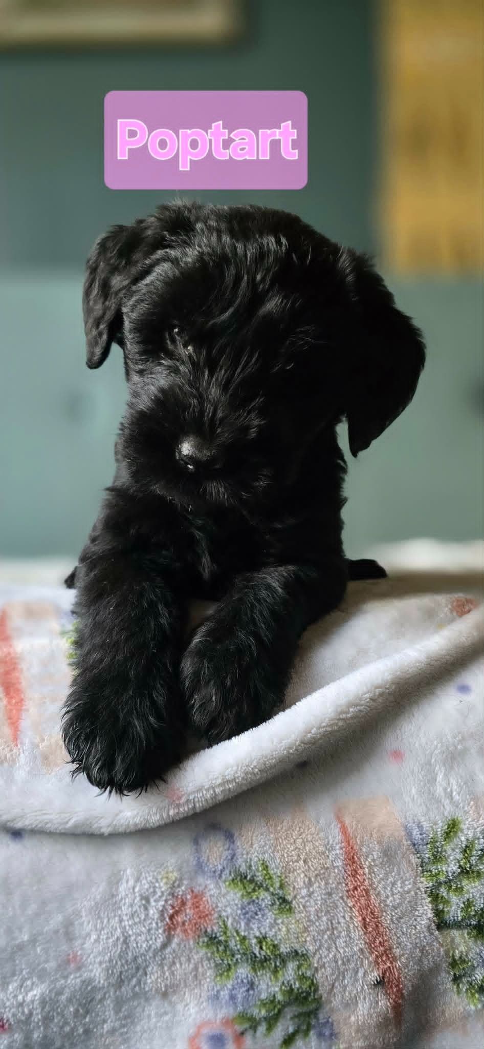 Giant Schnauzer Puppies breeder image 6