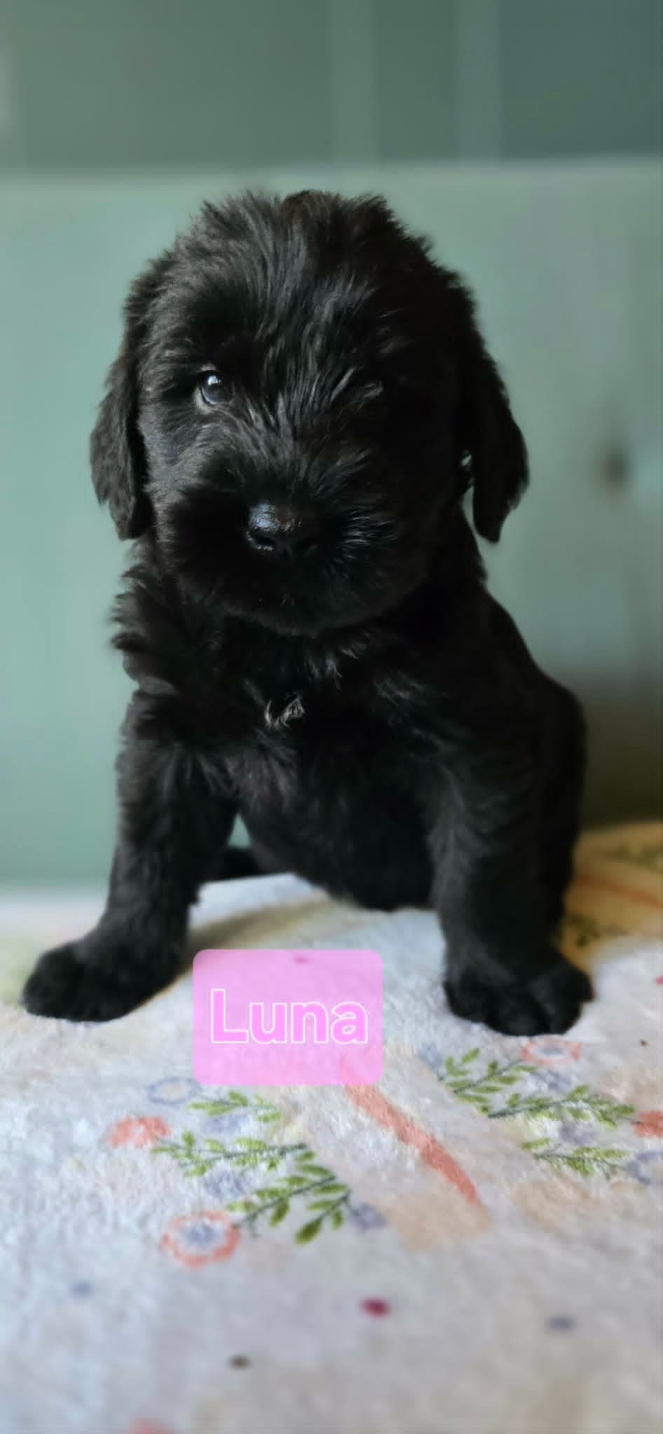 Giant Schnauzer Puppies breeder image 7