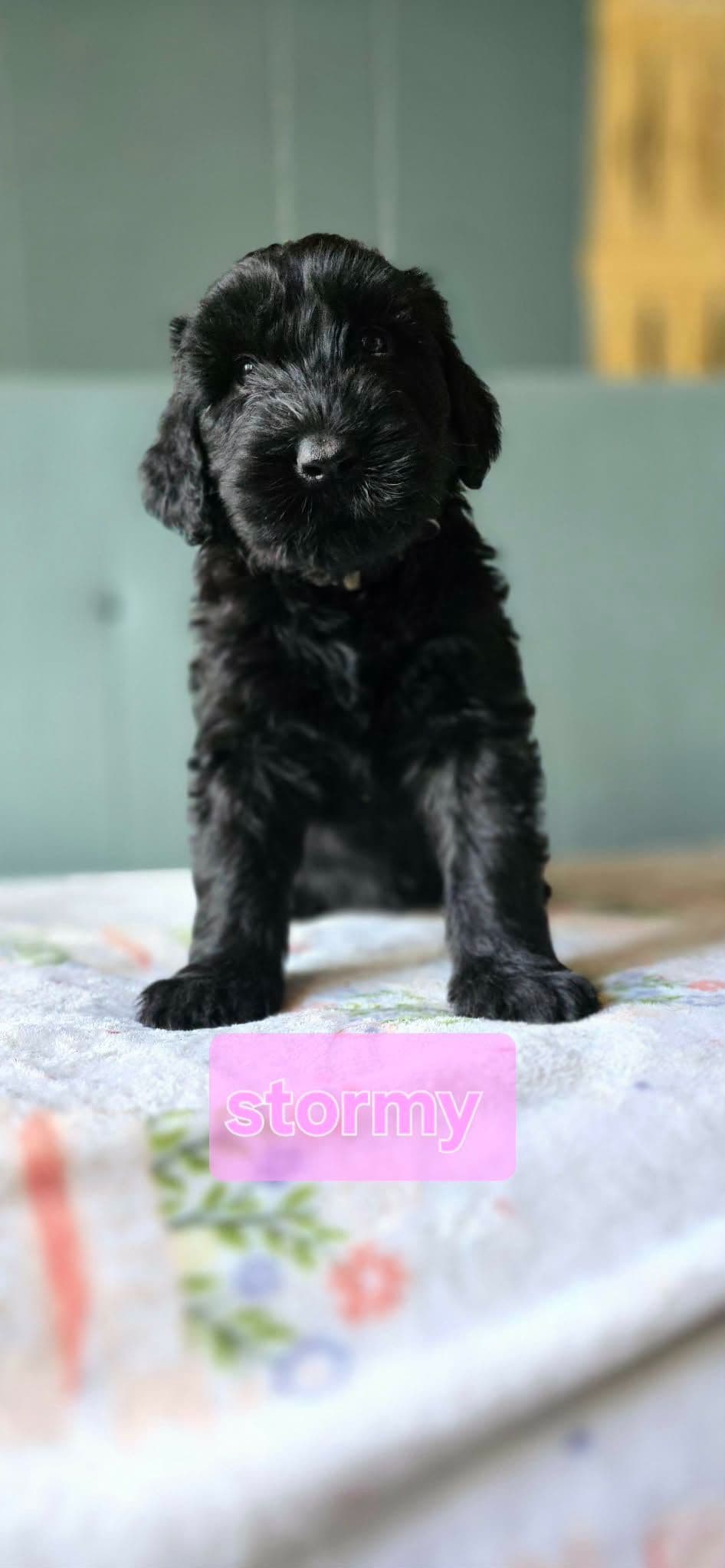 Giant Schnauzer Puppies breeder image 9