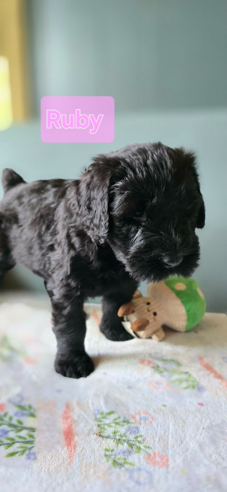 Giant Schnauzer Puppies breeder image 10