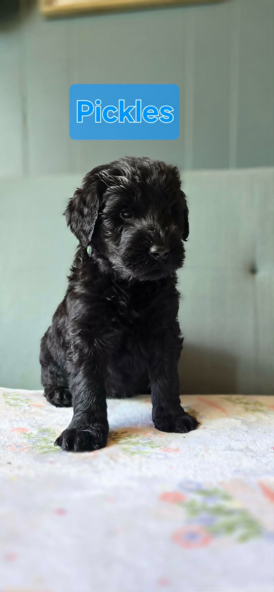 Giant Schnauzer Puppies breeder image 11
