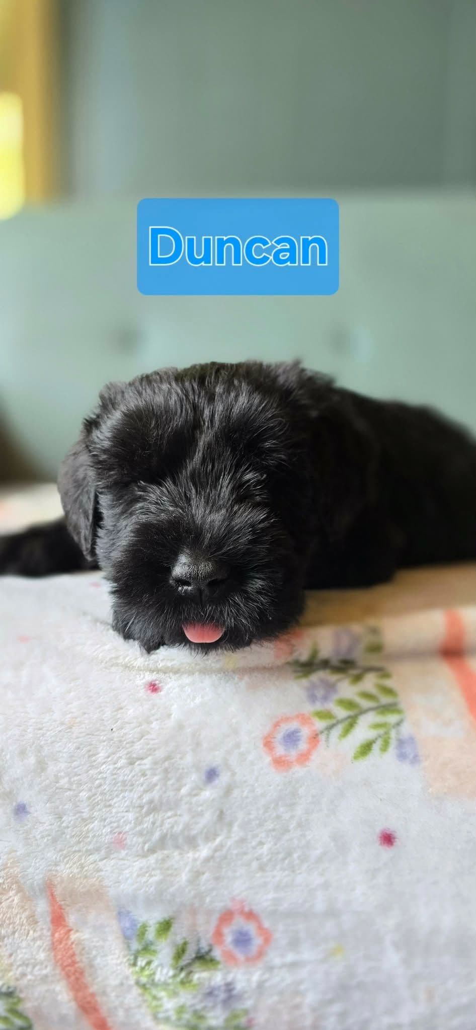 Giant Schnauzer Puppies breeder image 13