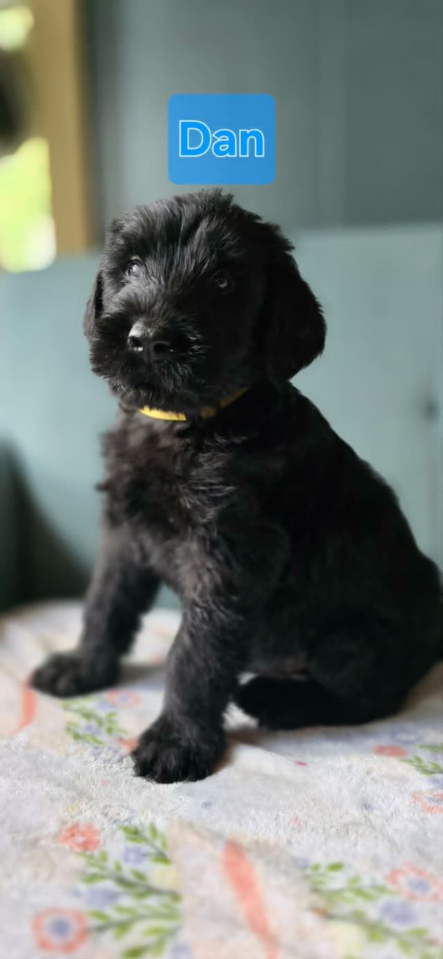 Giant Schnauzer Puppies media 2