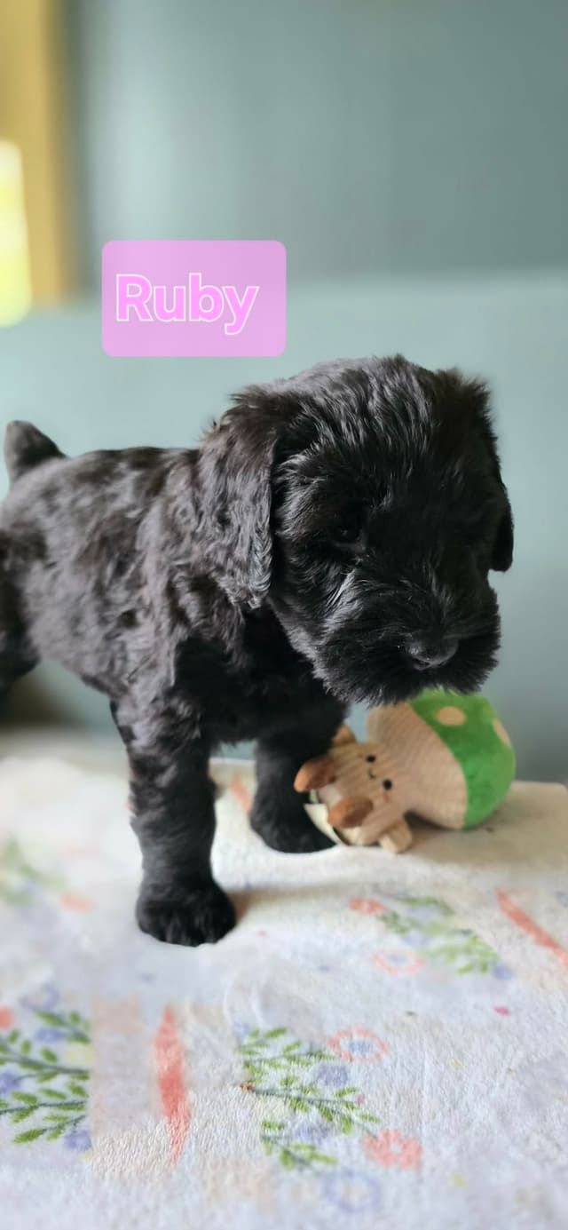 Giant Schnauzer Puppies media 3