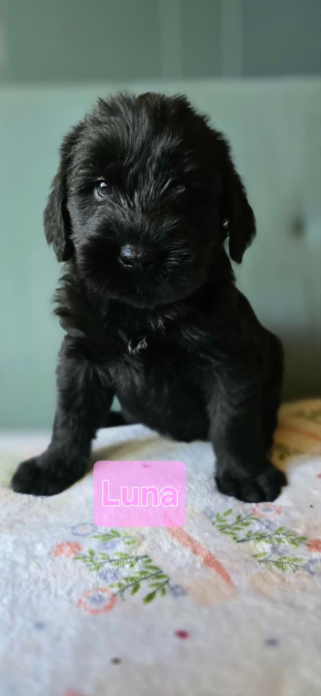 Giant Schnauzer Puppies media 4