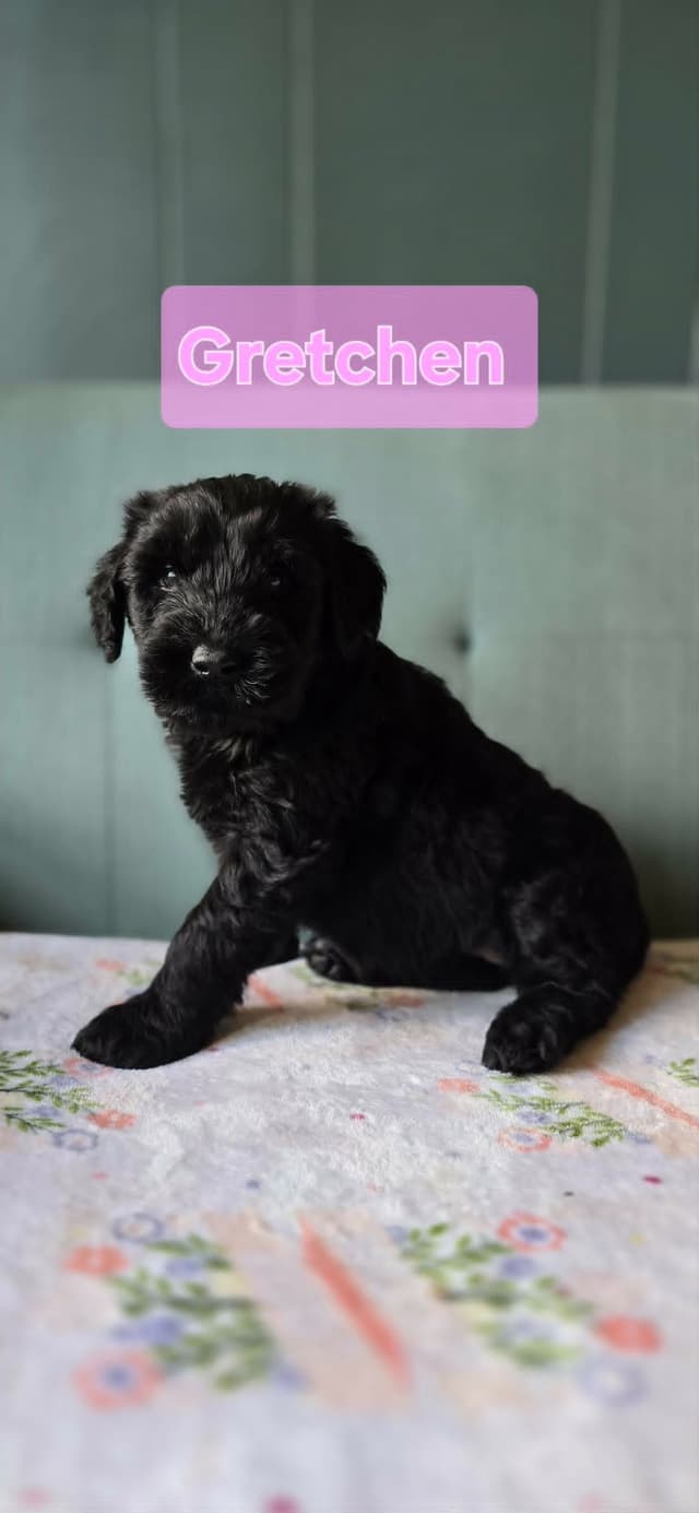 Giant Schnauzer Puppies media 5