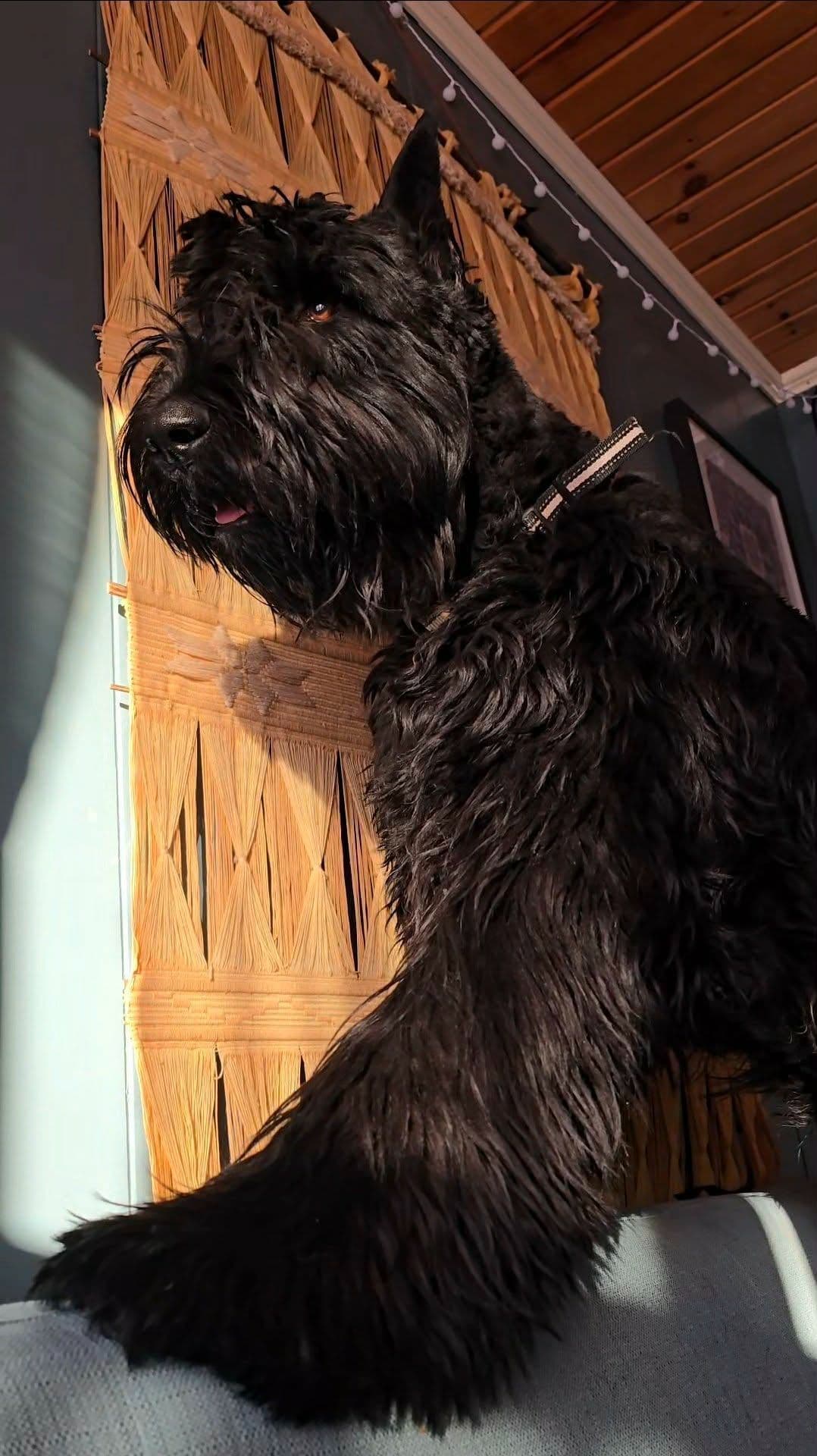 Giant Schnauzer Puppies breeder image 14