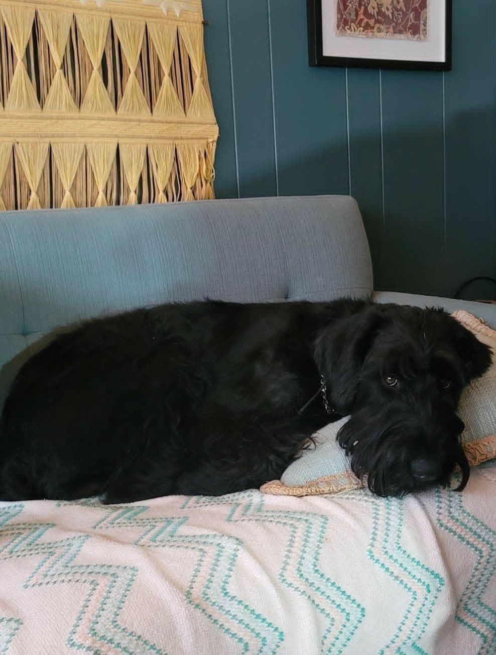 Giant Schnauzer Puppies breeder image 15
