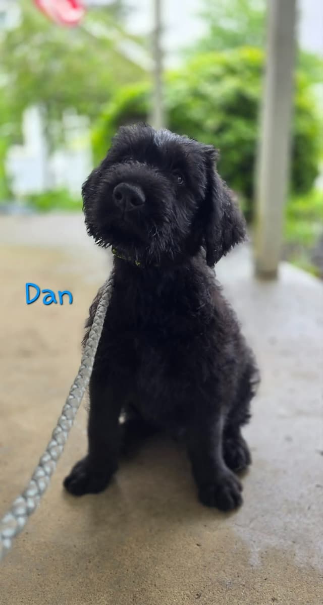 Giant Schnauzer Puppies media 6