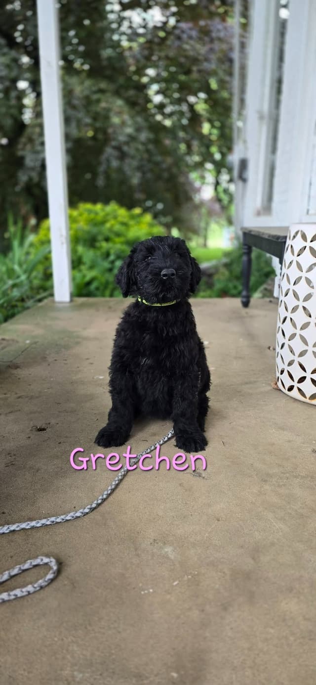 Giant Schnauzer Puppies media 7