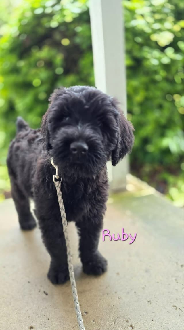 Giant Schnauzer Puppies media 8