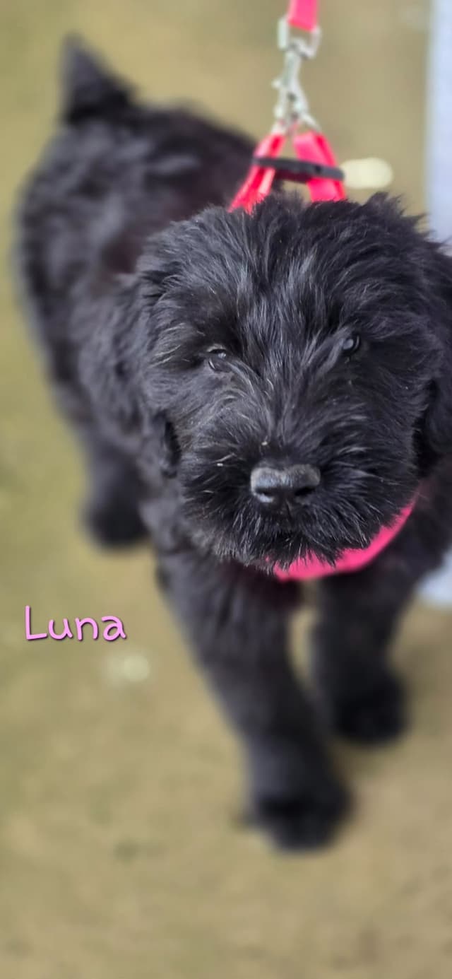Giant Schnauzer Puppies media 9