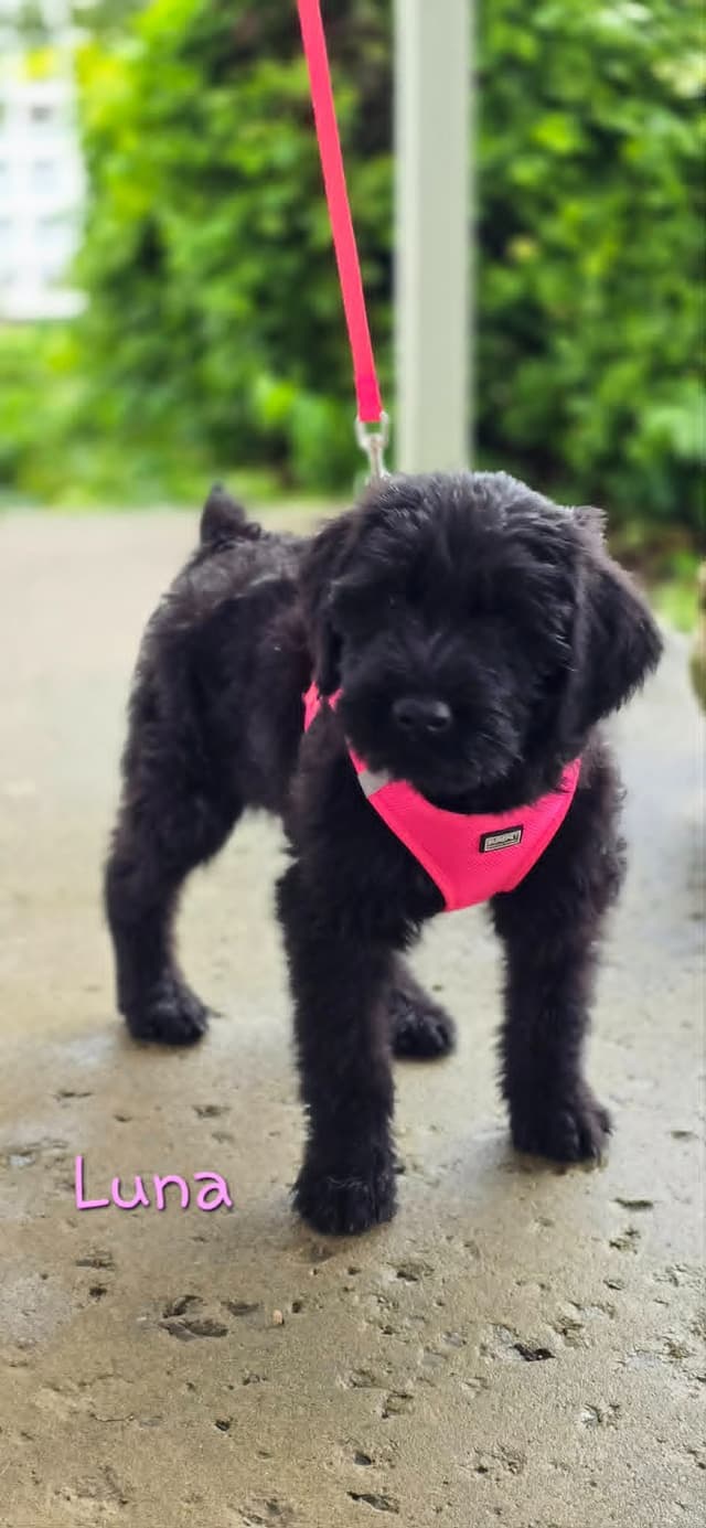Giant Schnauzer Puppies media 10