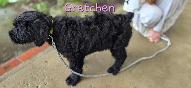 Giant Schnauzer Puppies media 11
