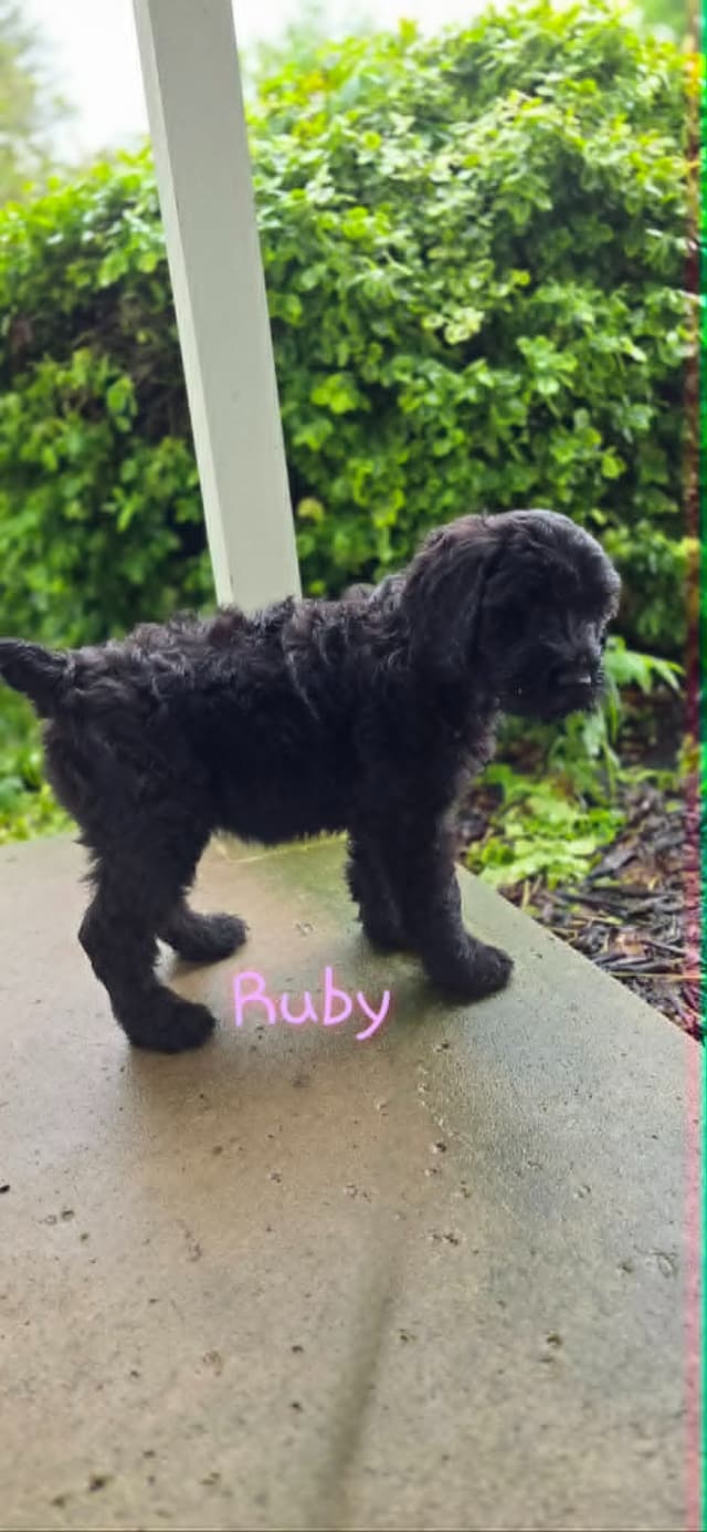Giant Schnauzer Puppies media 12