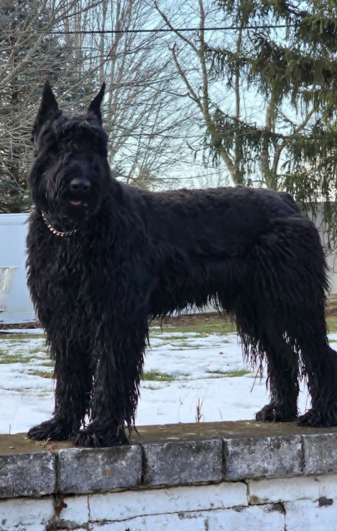 Giant Schnauzer Puppies breeder image 16