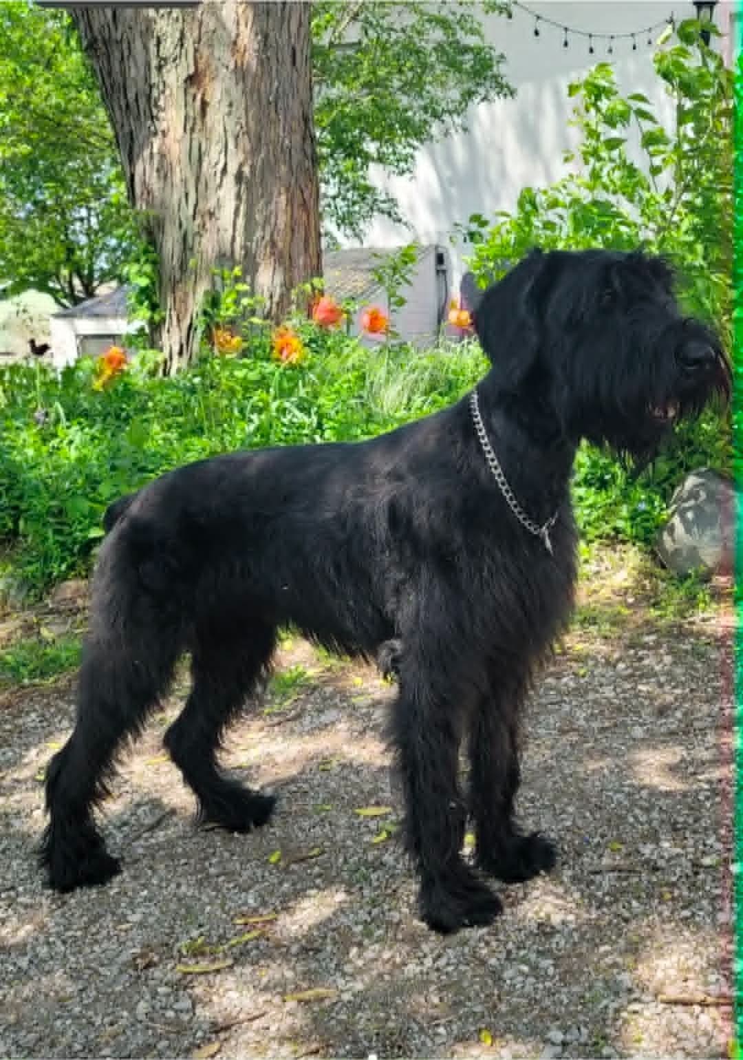 Giant Schnauzer Puppies breeder image 17