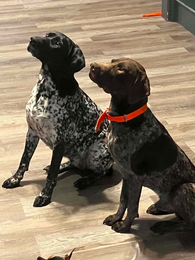 German Shorthaired Pointer Puppies media 3