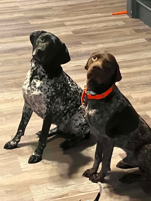 German Shorthaired Pointer Puppies media 2