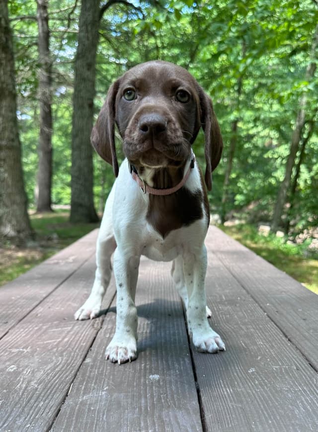 German Shorthaired Pointer Puppies media 4