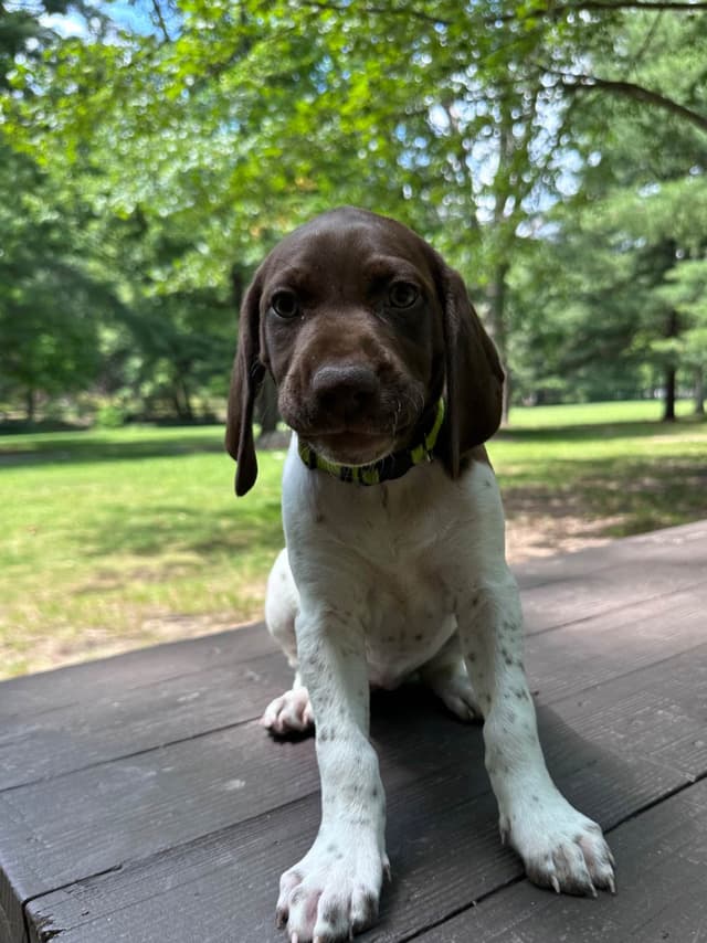 German Shorthaired Pointer Puppies media 6