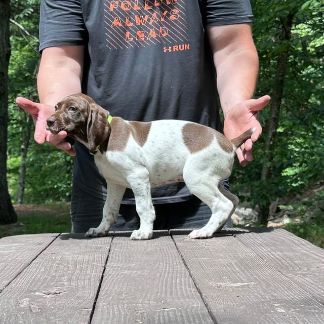 German Shorthaired Pointer Puppies media 5