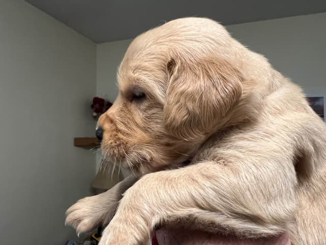 Golden Retriever Puppies media 4