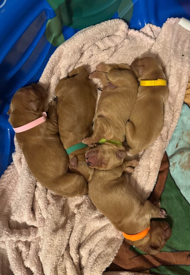 Golden Retriever Puppies media 6