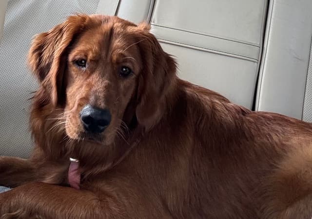 Golden Retriever Puppies media 7