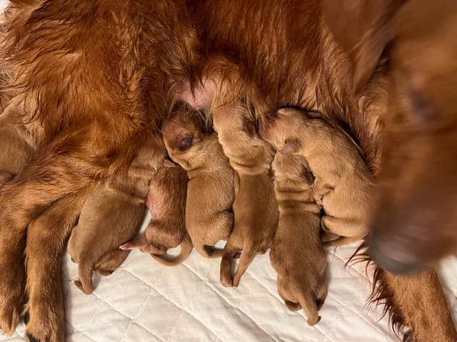 Golden Retriever Puppies media 8