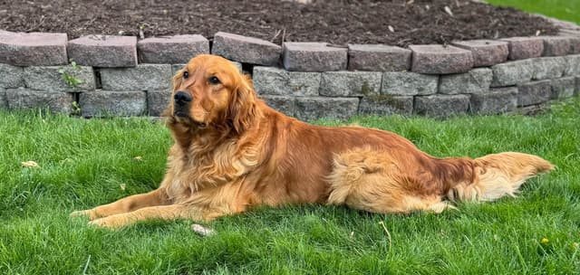 Golden Retriever Puppies media 9