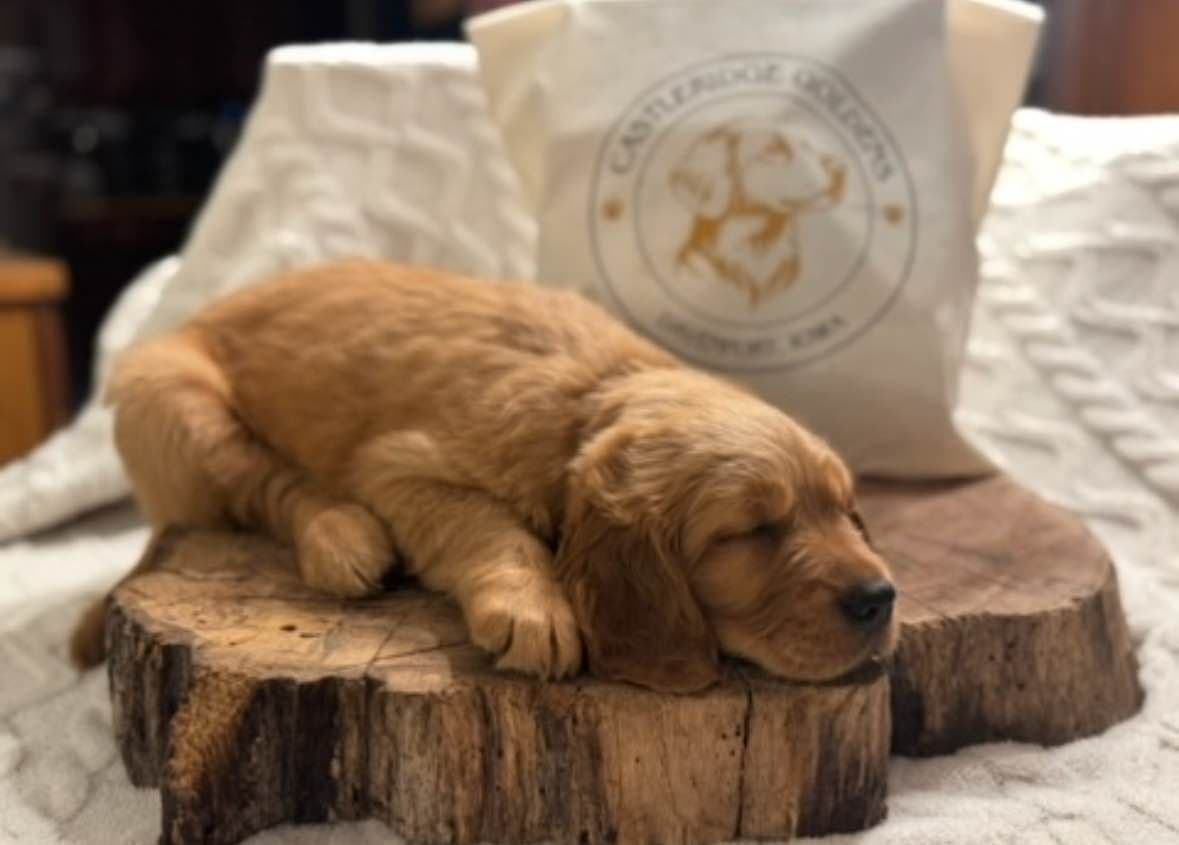 Golden Retriever Puppies breeder image 1