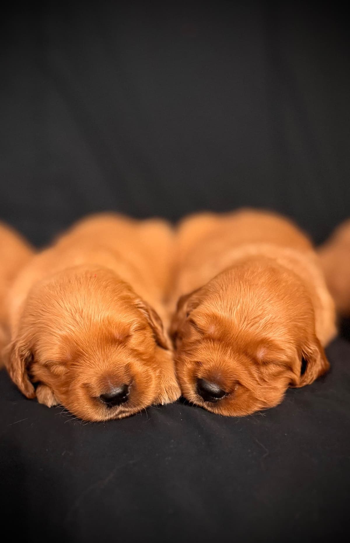 Golden Retriever Puppies breeder image 3