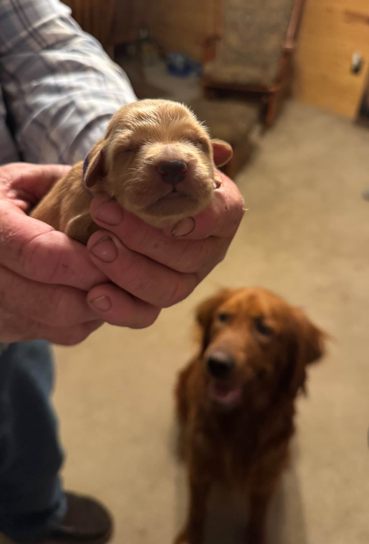 Golden Retriever Puppies breeder image 4