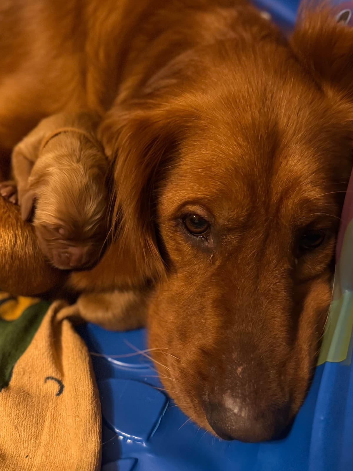 Golden Retriever Puppies breeder image 5