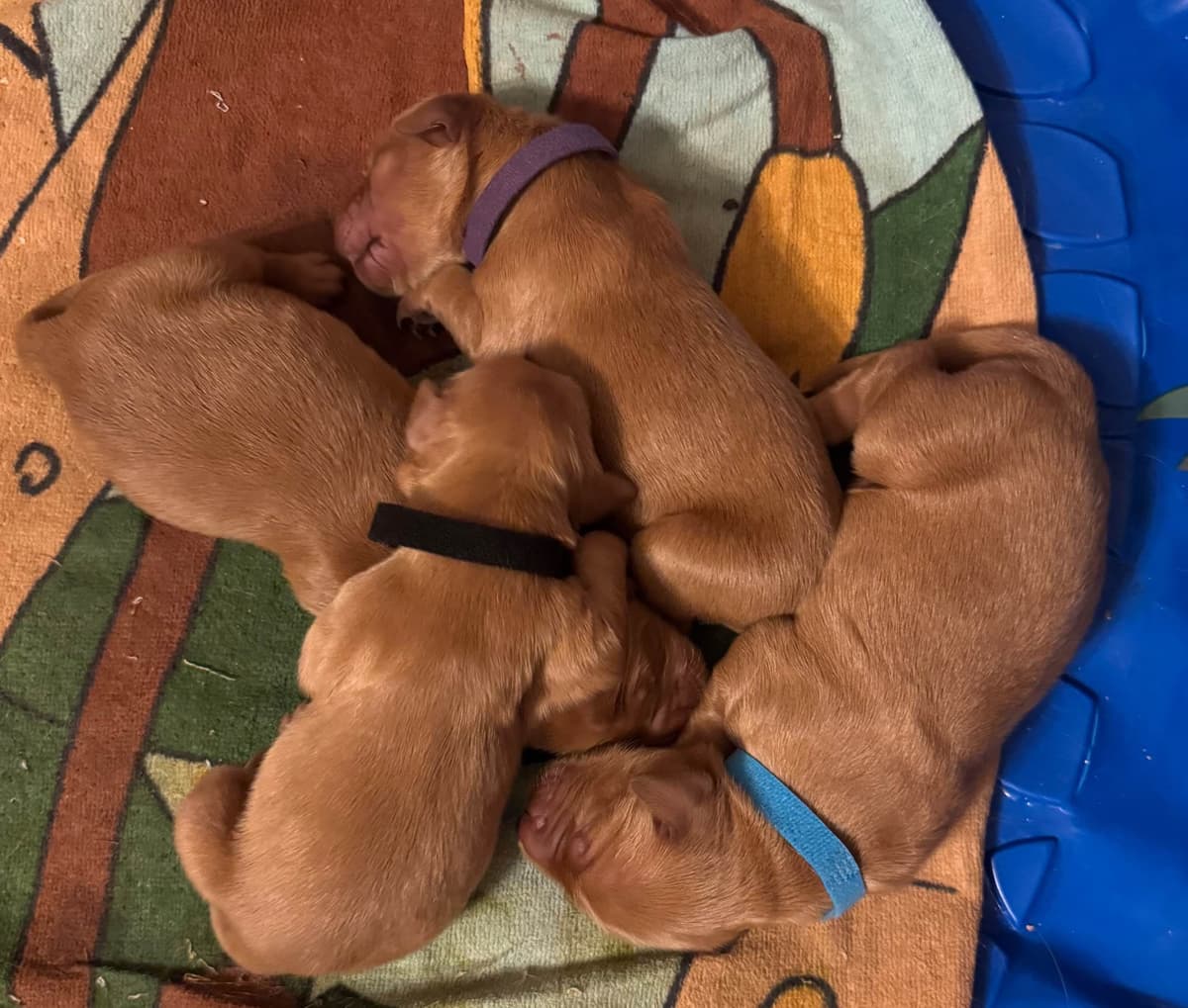 Golden Retriever Puppies breeder image 6