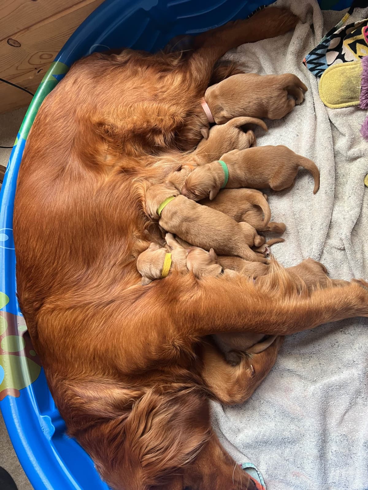 Golden Retriever Puppies breeder image 10