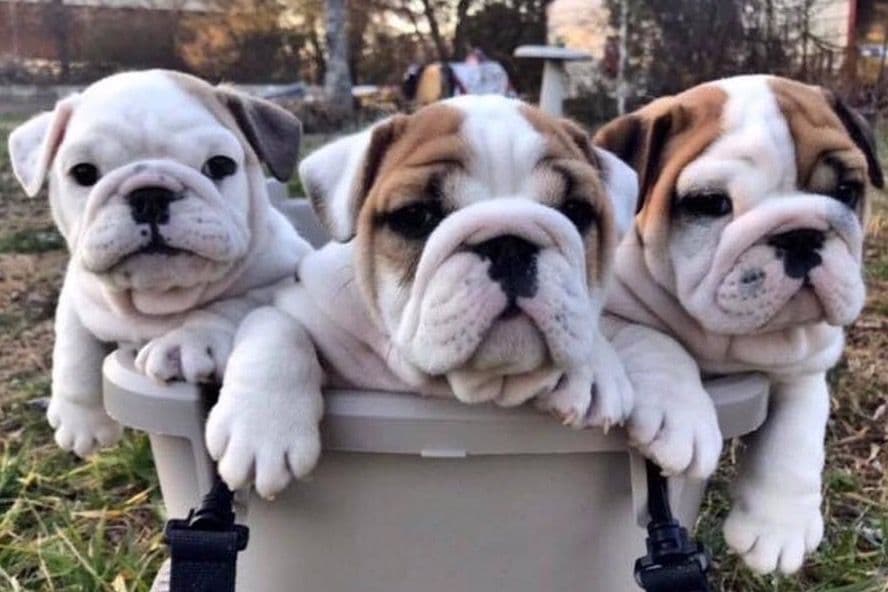 Adorable French Bulldog Puppies breeder image 1