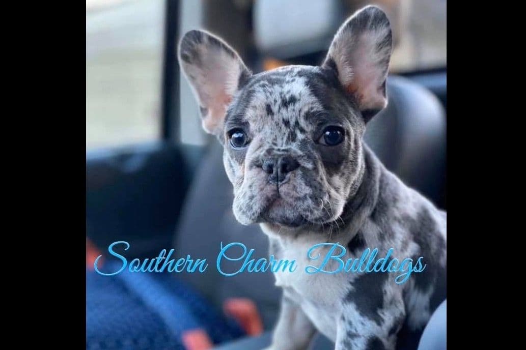 Adorable French Bulldog Puppies breeder image 2